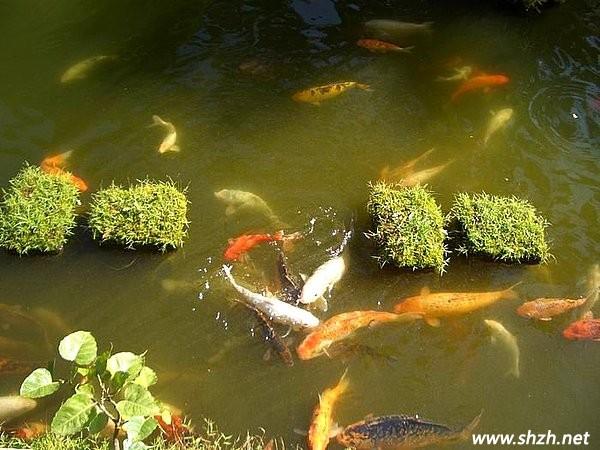 池魚遭殃的上一句是啥